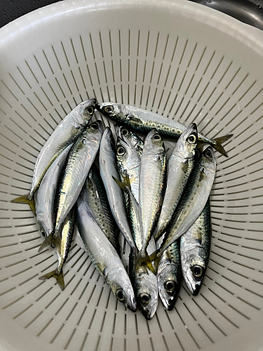 サバの釣果