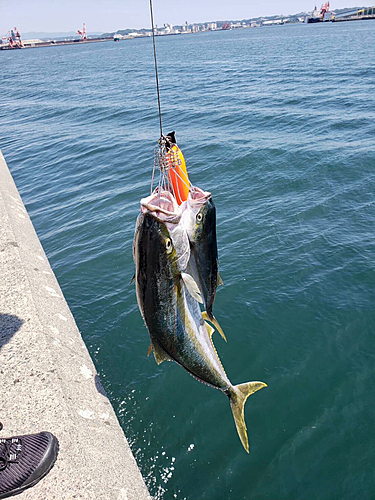 ヒラマサの釣果