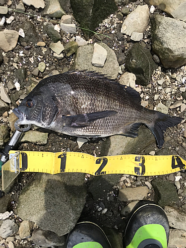 クロダイの釣果