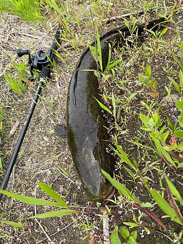 ライギョの釣果