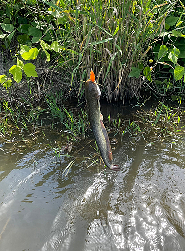 ナマズの釣果