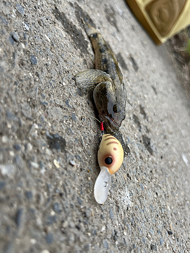 マハゼの釣果