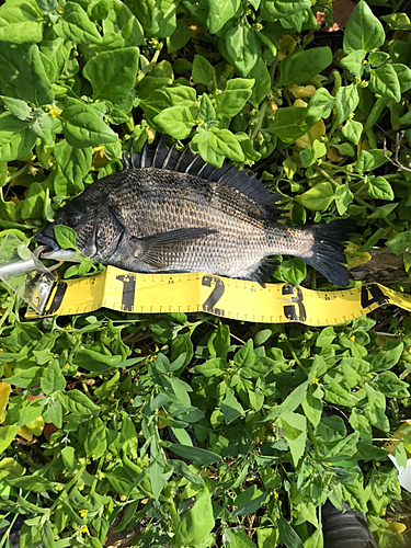 クロダイの釣果