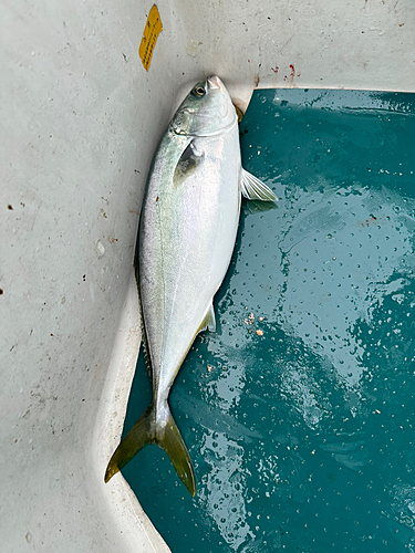 ヤズの釣果