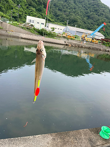 シロギスの釣果