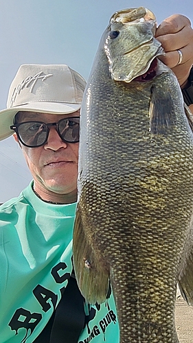 スモールマウスバスの釣果