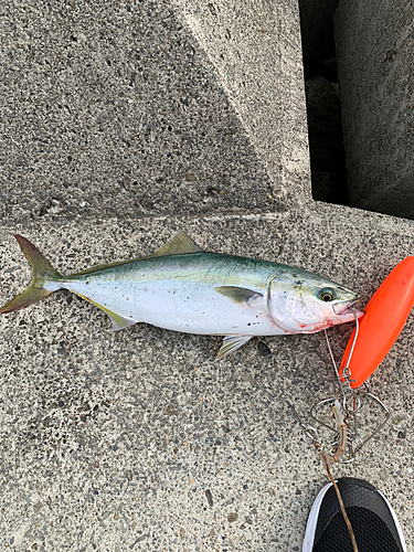 ハマチの釣果