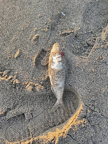 コノシロの釣果