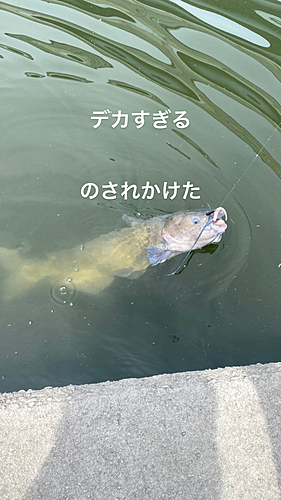 アメリカナマズの釣果