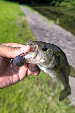 ラージマウスバスの釣果