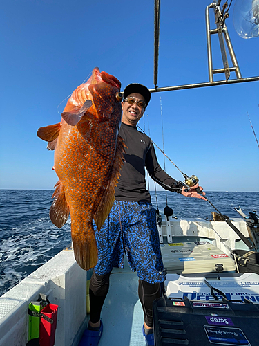 アコウの釣果