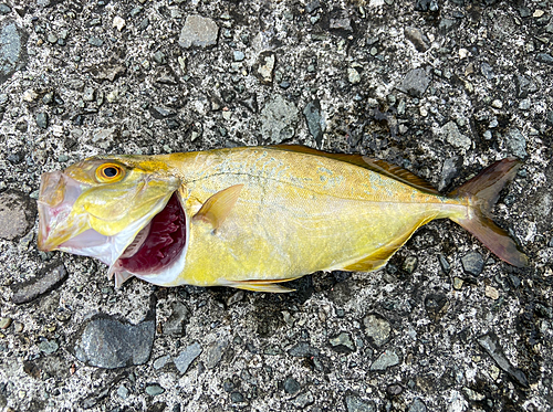 ショッコの釣果