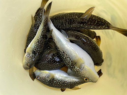 ショウサイフグの釣果