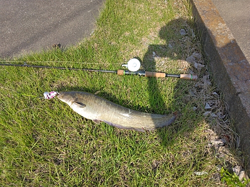 マナマズの釣果