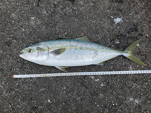 ハマチの釣果