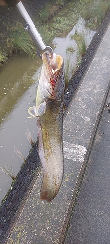 ナマズの釣果