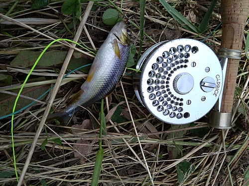 カワムツの釣果