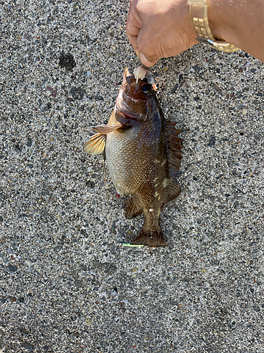 エゾメバルの釣果