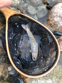 イワナの釣果