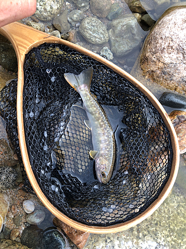 イワナの釣果