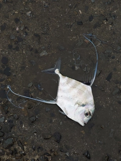 イトヒキアジの釣果