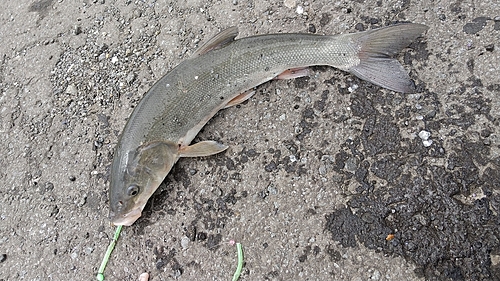 ウグイの釣果