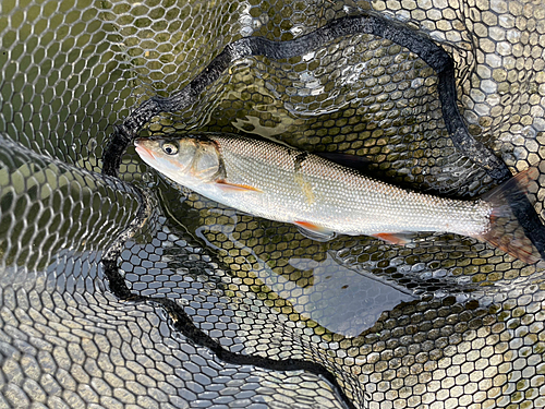 ウグイの釣果