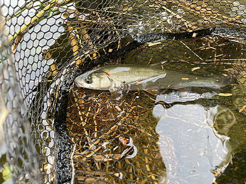 ウグイの釣果