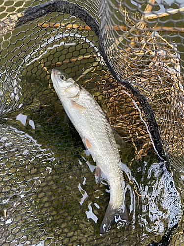 ウグイの釣果