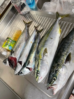 イナダの釣果