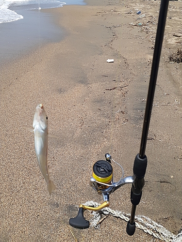 キスの釣果