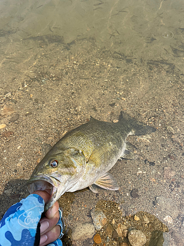 スモールマウスバスの釣果