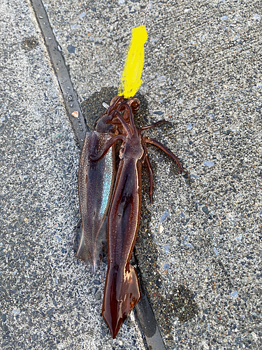 スルメイカの釣果