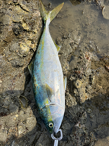 ヤズの釣果