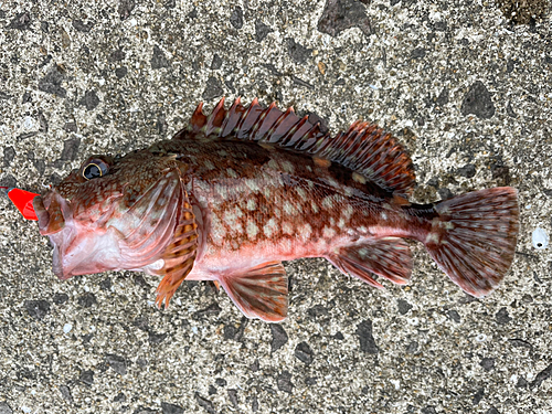 アラカブの釣果