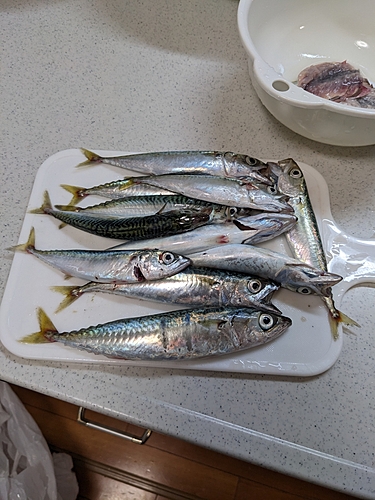 サバの釣果