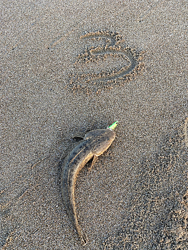 マゴチの釣果