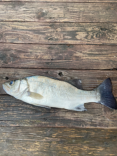 セイゴ（ヒラスズキ）の釣果