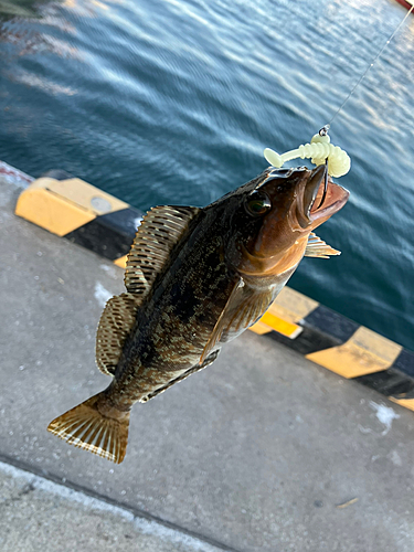 アイナメの釣果