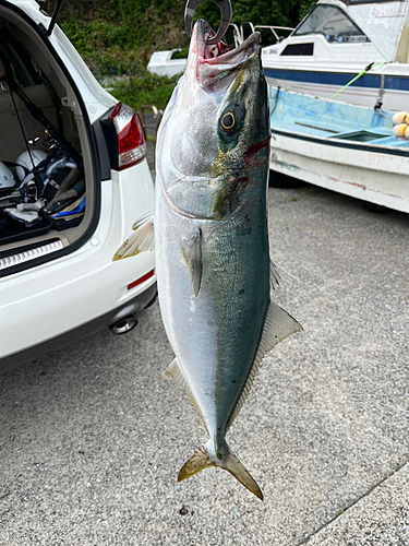 ハマチの釣果