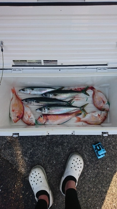 アマダイの釣果