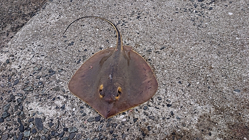 アカエイの釣果