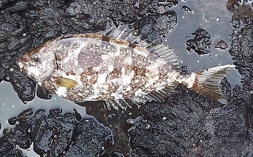 アイゴの釣果