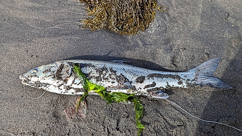 ウグイの釣果