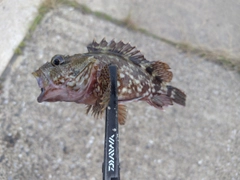 アラカブの釣果