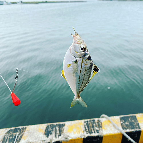 ヒイラギの釣果