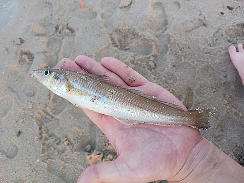 キスの釣果