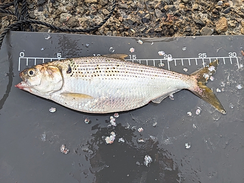 コノシロの釣果