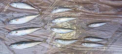 サバの釣果