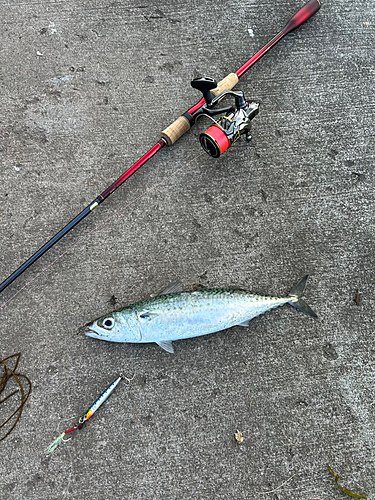 サバの釣果